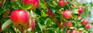   ALL FRUIT TREES & BUSHES NOW 50% off original price.* 