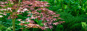   ALL JAPANESE MAPLES 50% off original price*. 